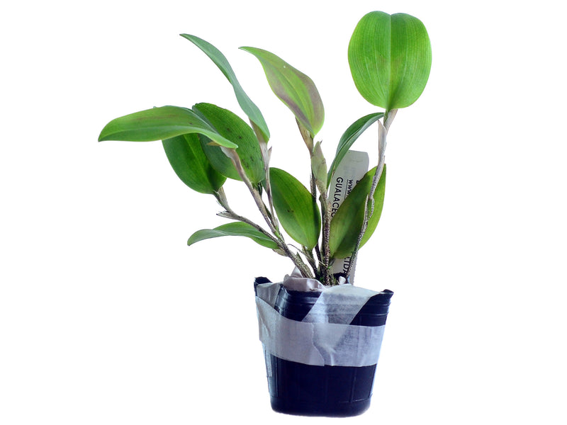 Restrepia flosculata