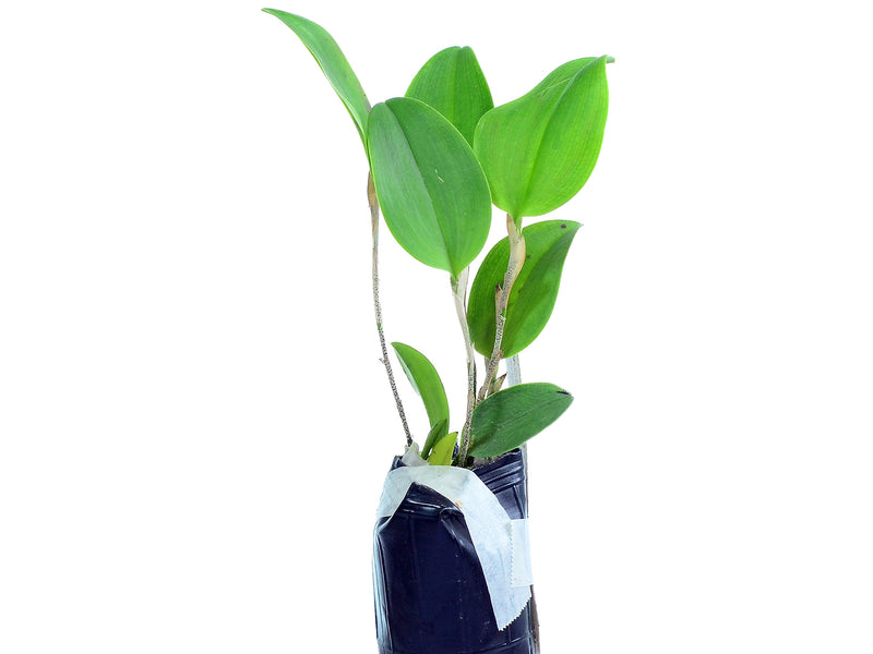 Restrepia flosculata #2