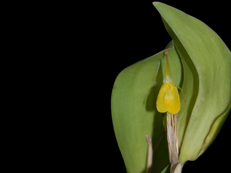 Restrepia flosculata #2