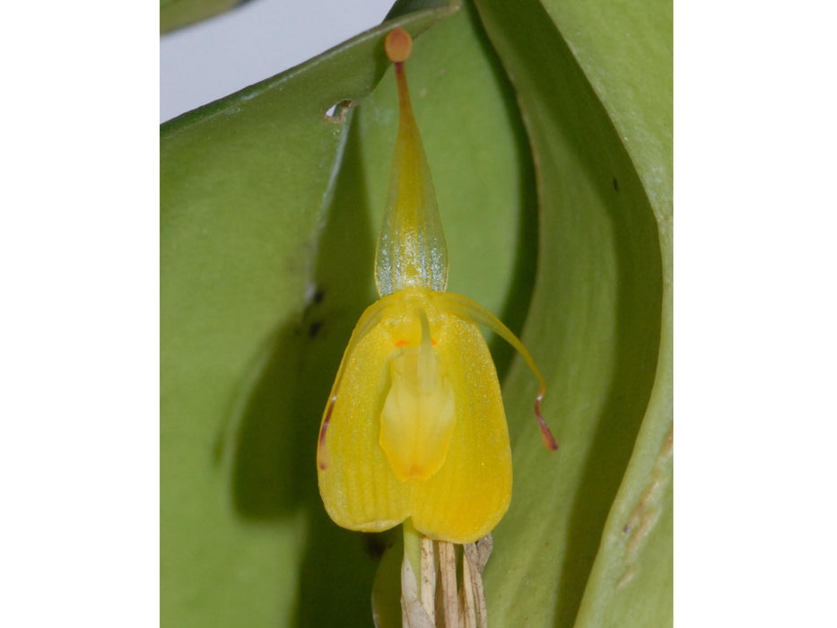 Restrepia flosculata #2