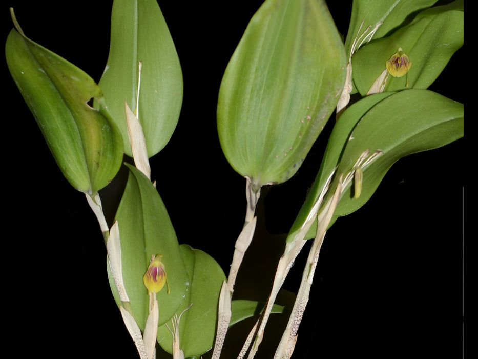 Restrepia flosculata striada