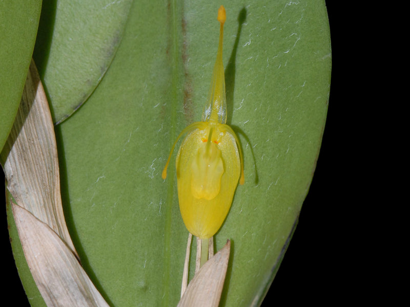 Restrepia flosculata xanthina