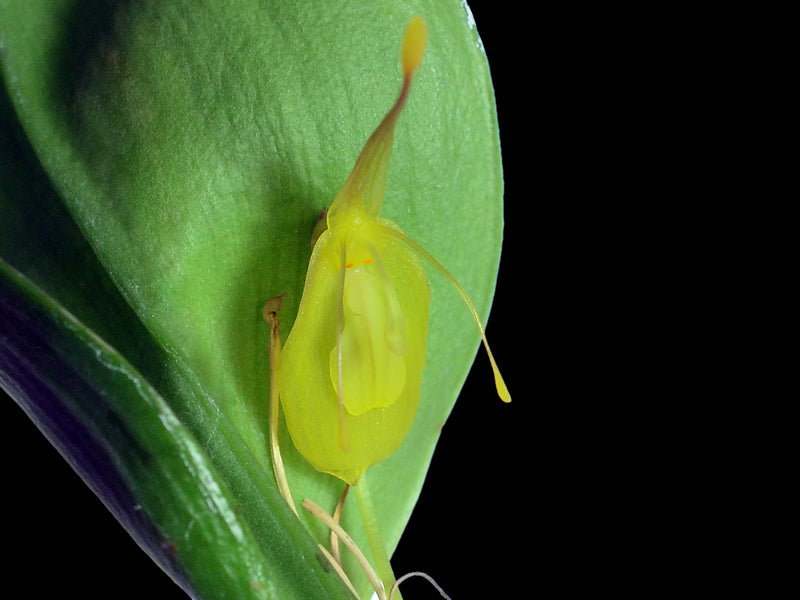 Restrepia flosculata xanthina