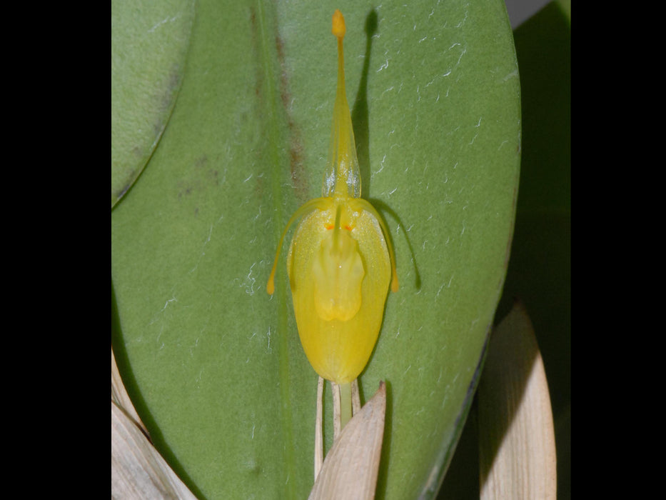 Restrepia flosculata xanthina