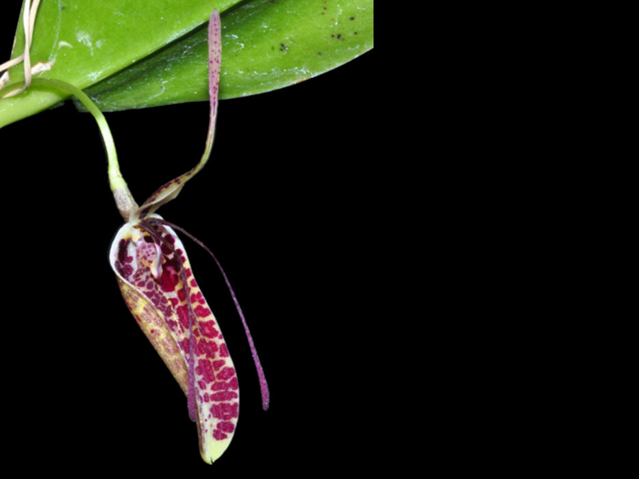 Restrepia fritillina