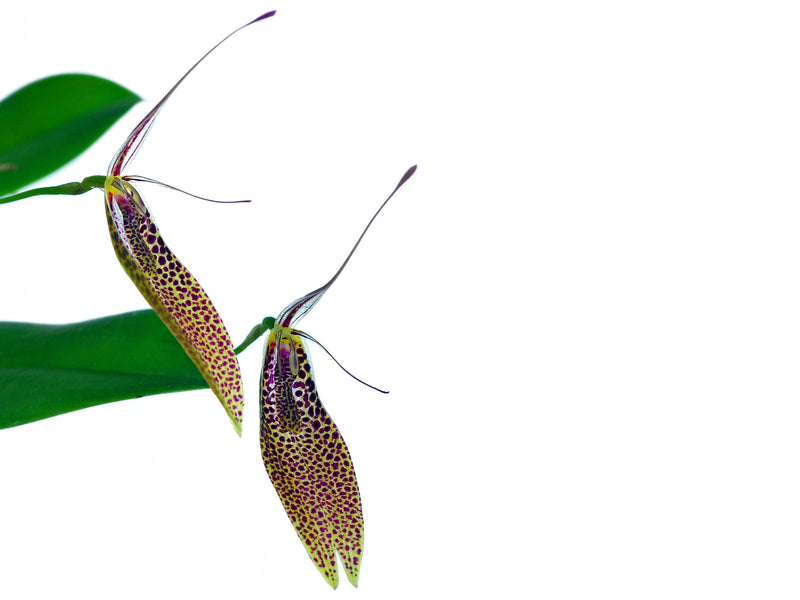 Restrepia guttulata