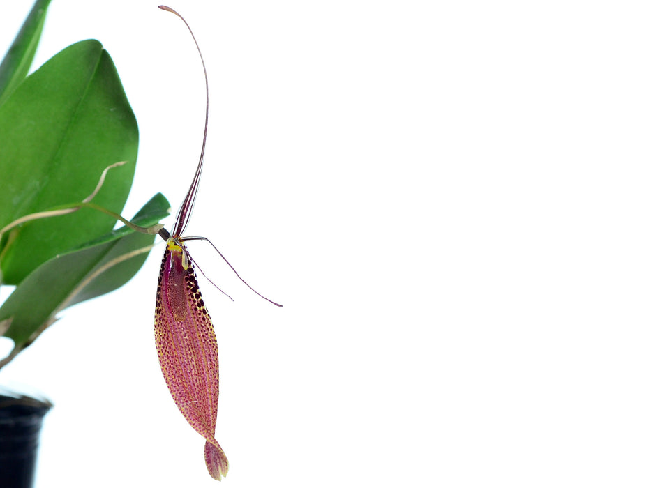 Restrepia guttulata 002920 x self