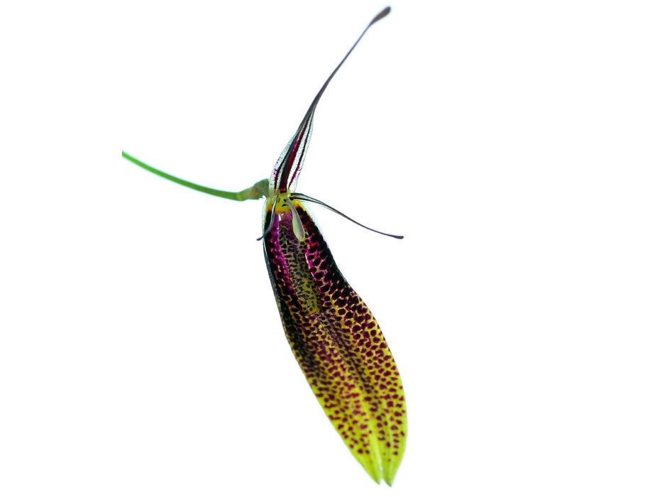 Restrepia guttulata bicolor