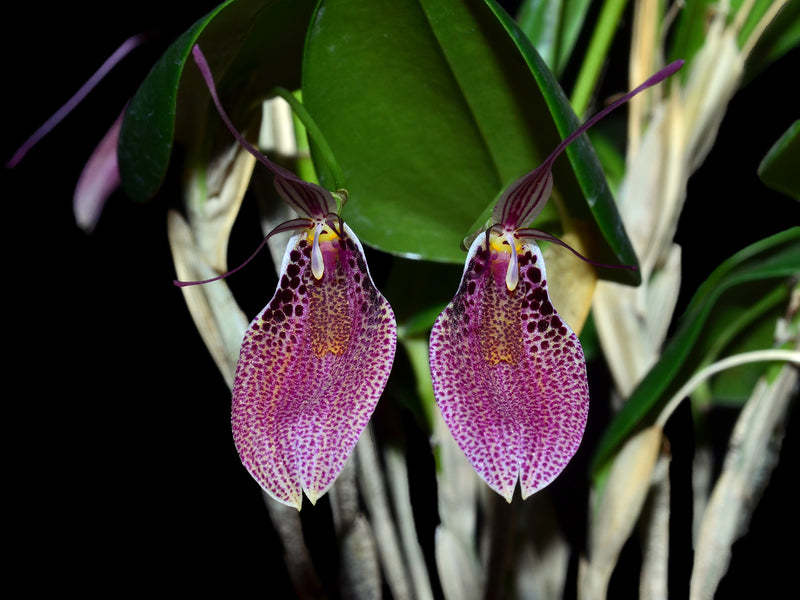 Restrepia guttulata big