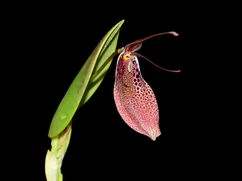 Restrepia guttulata big