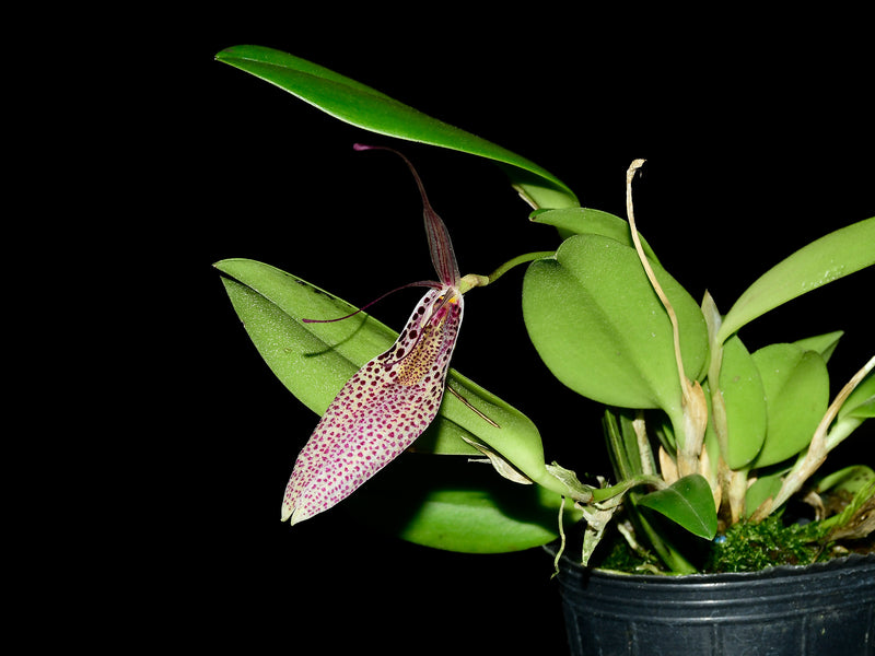Restrepia guttulata big
