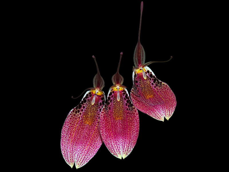 Restrepia guttulata big