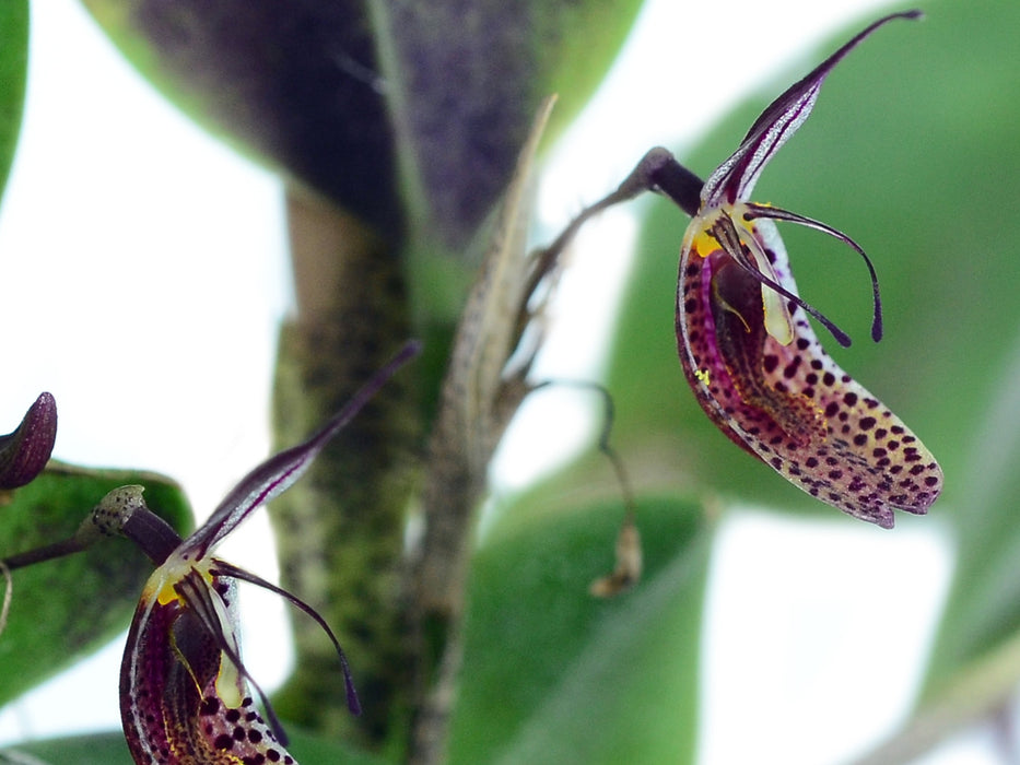 Restrepia howei