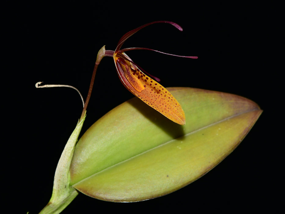 Restrepia jesupiana