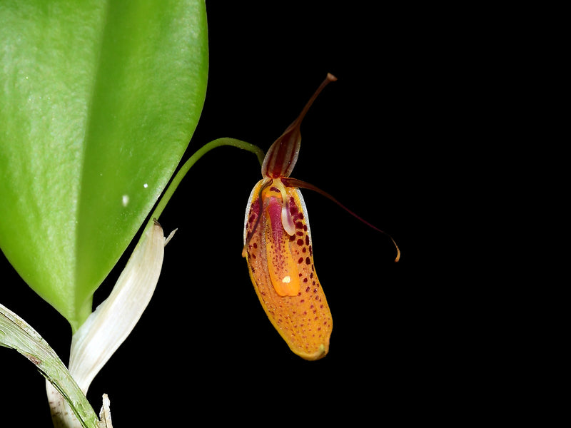 Restrepia jesupiana #3