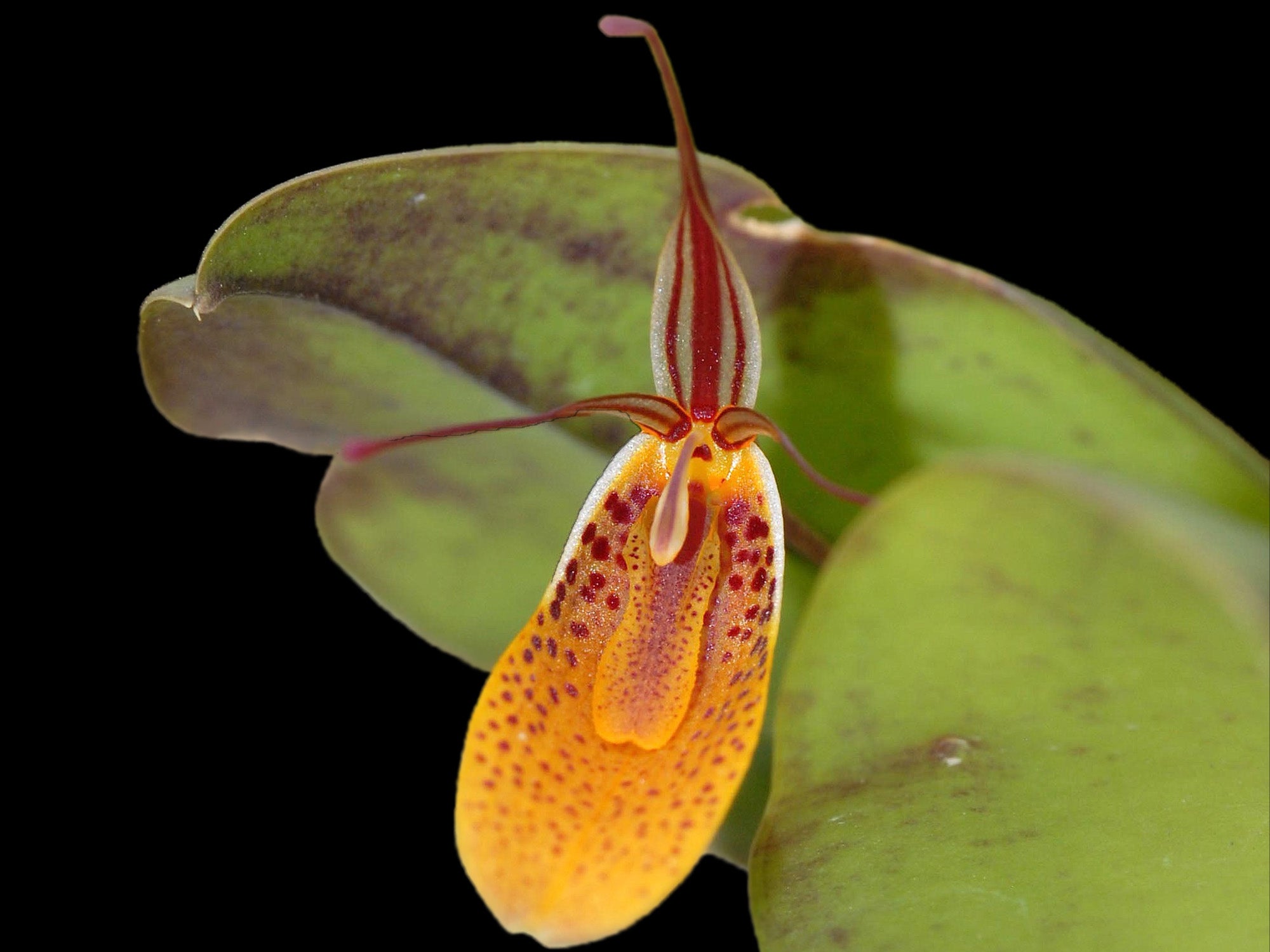 Restrepia jesupiana #3