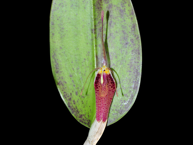 Restrepia limbata