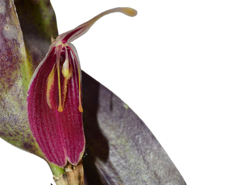 Restrepia limbata #2