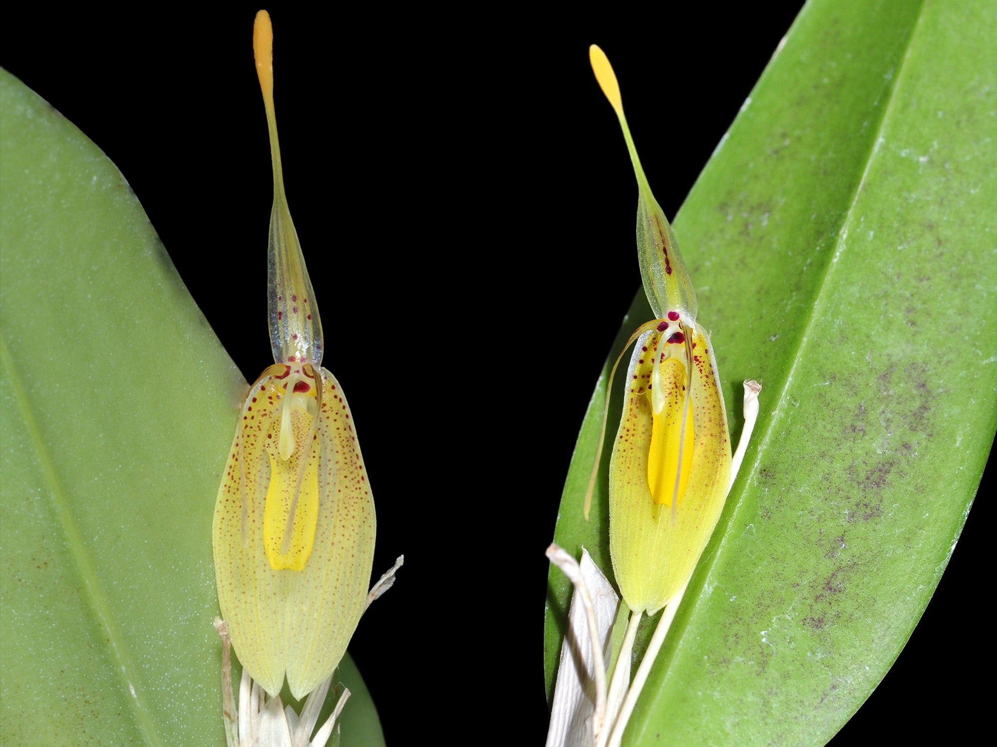 Restrepia mendozae