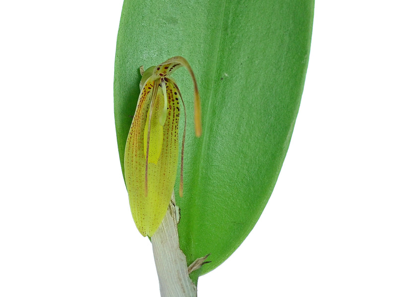 Restrepia mendozae