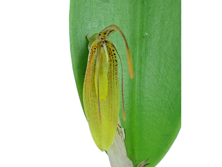 Restrepia mendozae