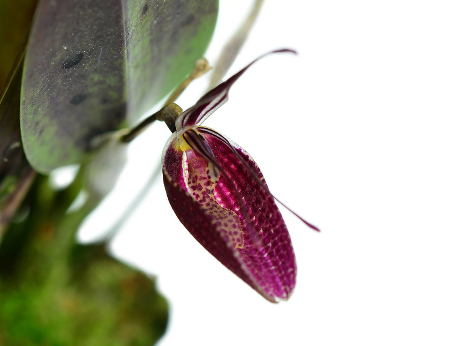 Restrepia pelyx