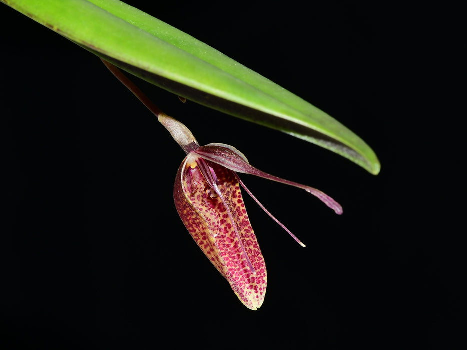 Restrepia pelyx #1