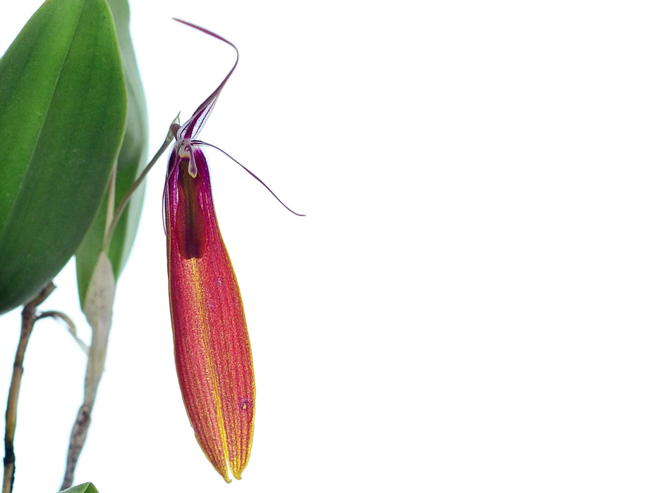 Restrepia persicina