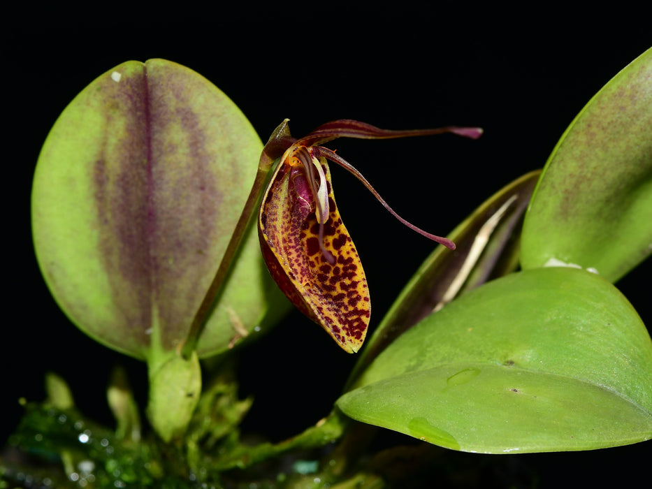 Restrepia portillae