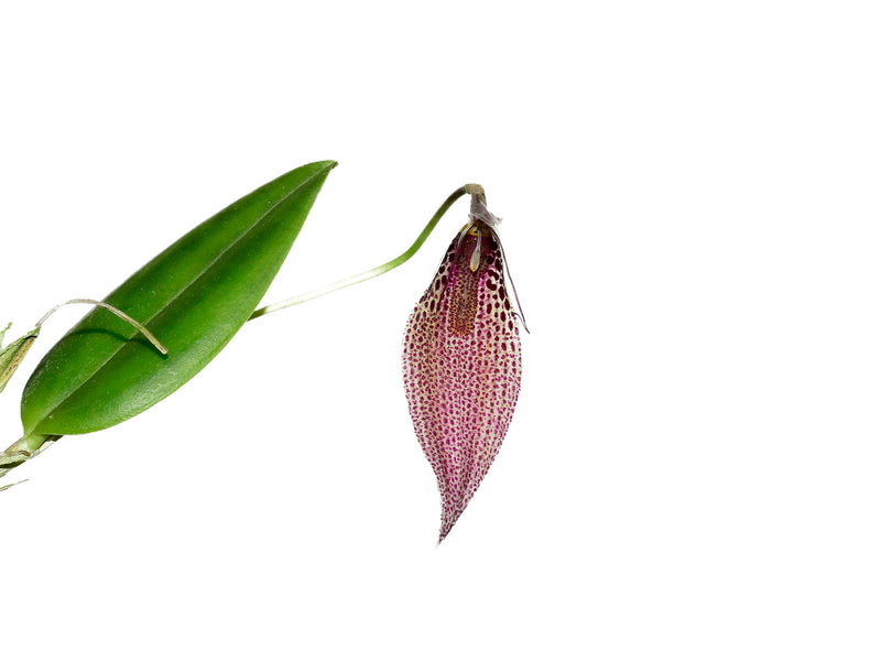 Restrepia sanguinea 002263