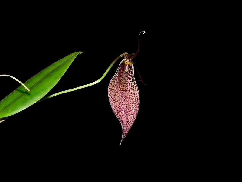 Restrepia sanguinea 002263