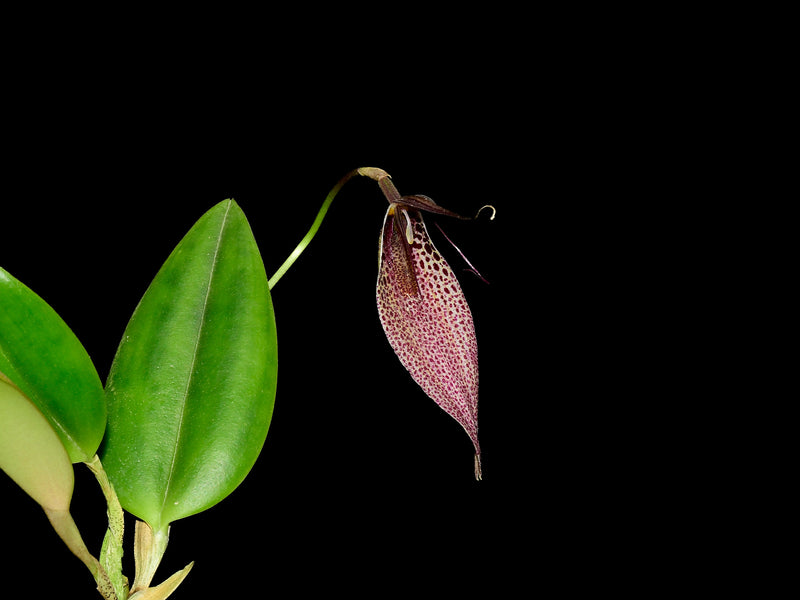 Restrepia sanguinea 002263