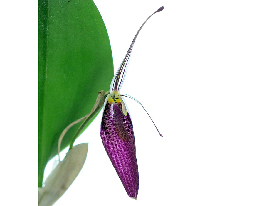 Restrepia sanguinea 002263