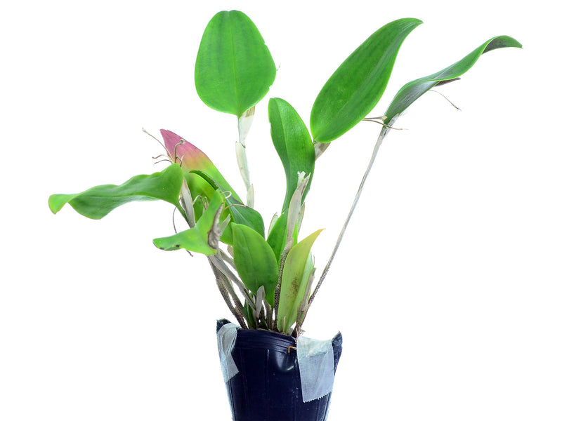 Restrepia sanguinea 002263