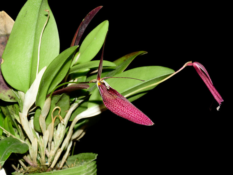 Restrepia sanguinea 002263