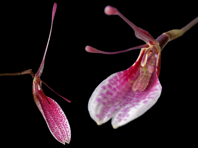 Restrepia seketii
