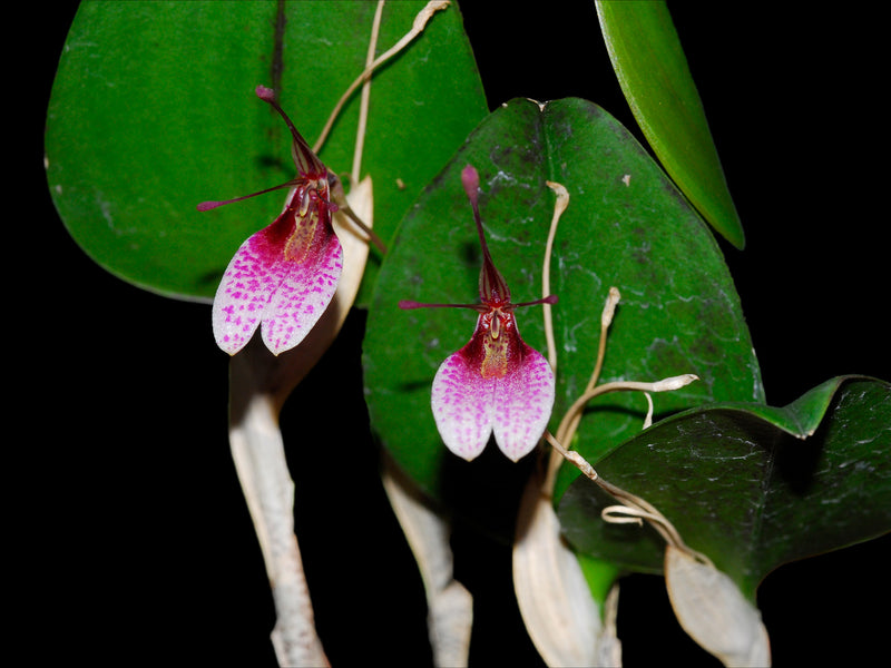 Restrepia seketii