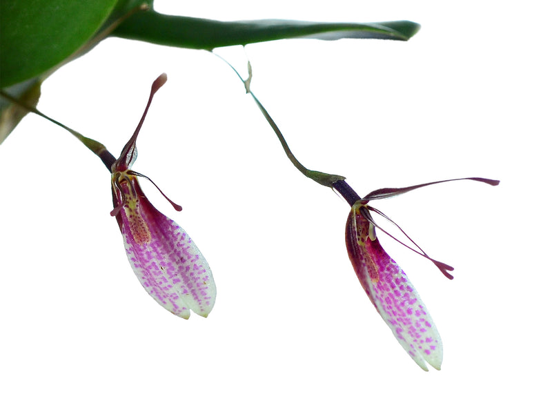 Restrepia seketii