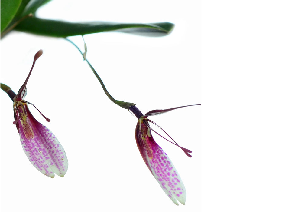 Restrepia seketii