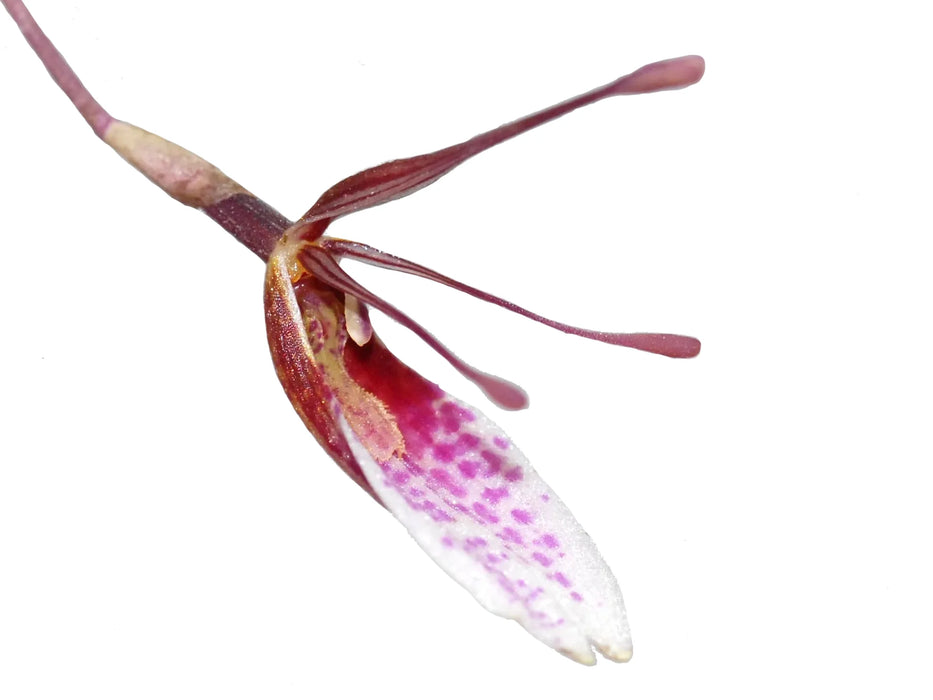 Restrepia seketii #1