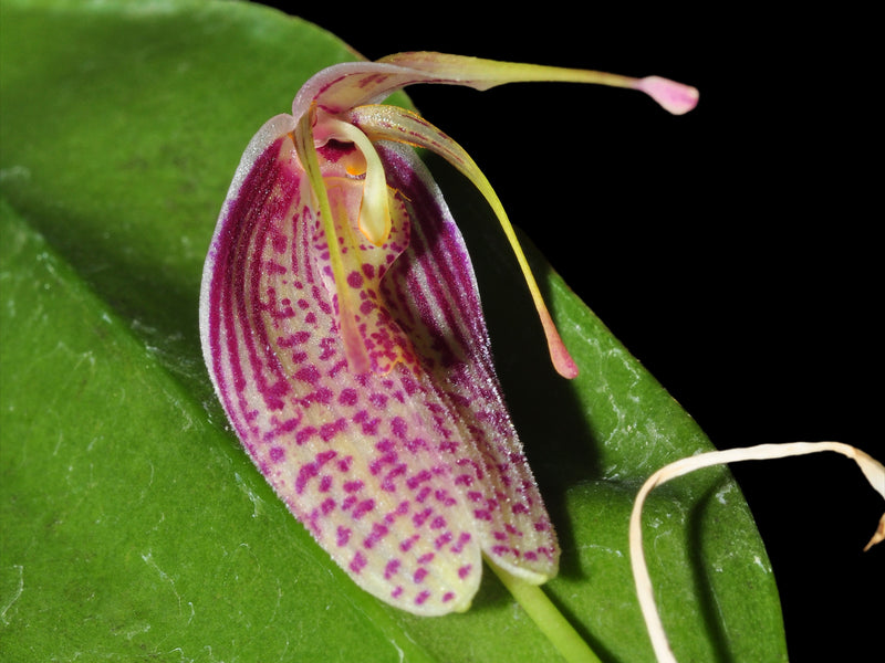 Restrepia seketii