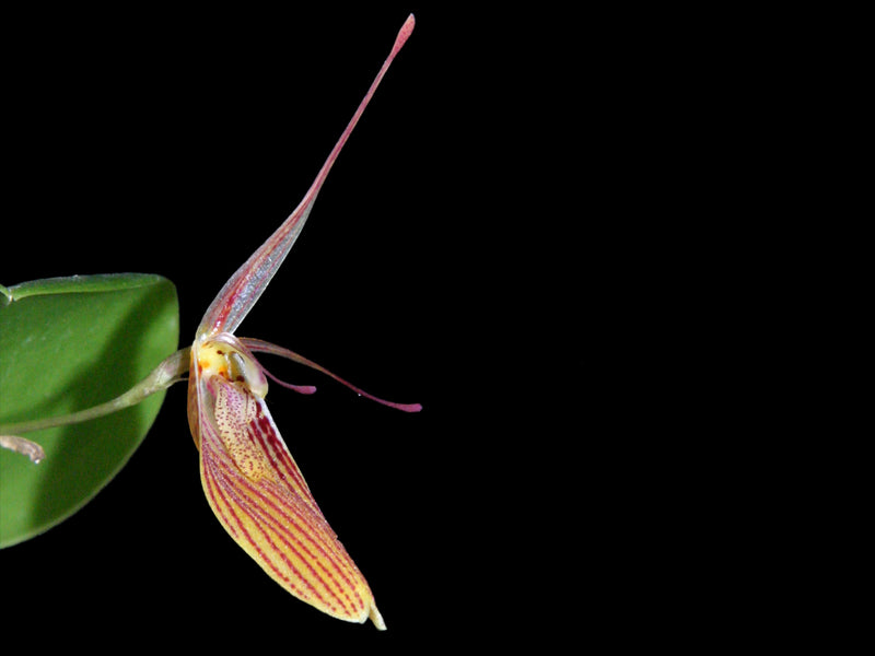 Restrepia tabeae