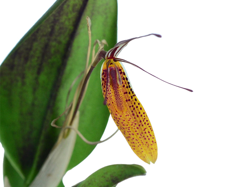 Restrepia tabeae