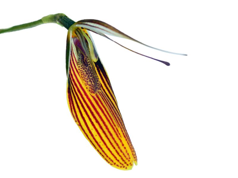 Restrepia tabeae