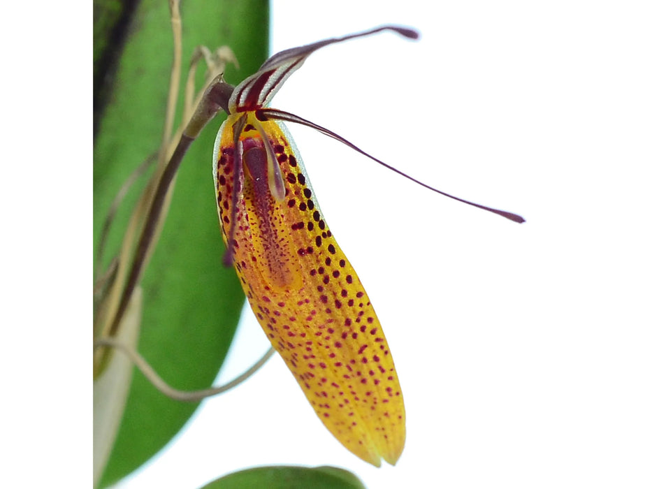 Restrepia tabeae