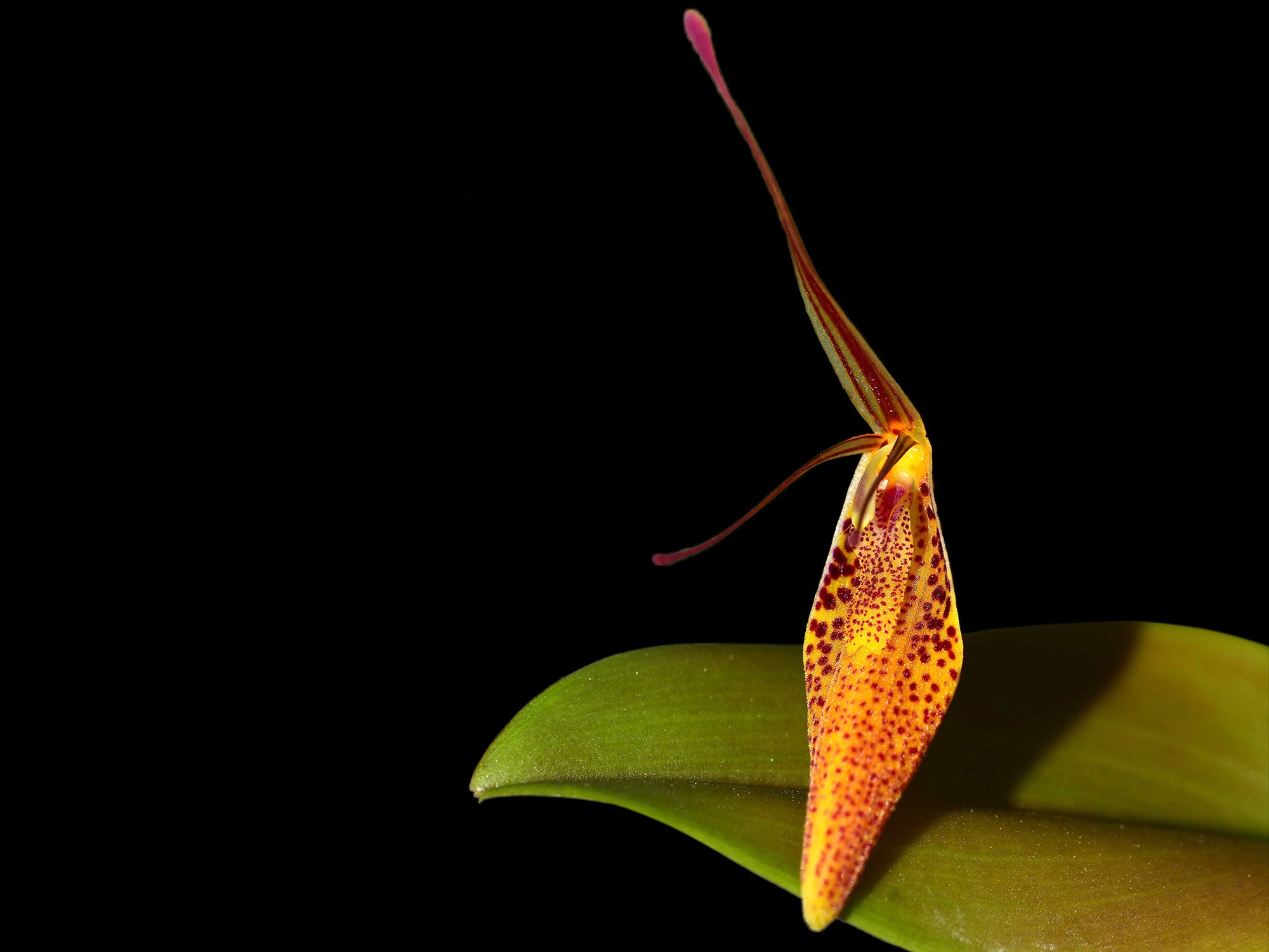 Restrepia tabeae #1