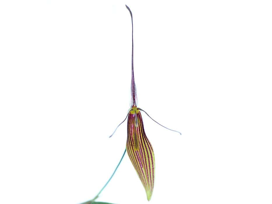 Restrepia trichoglossa