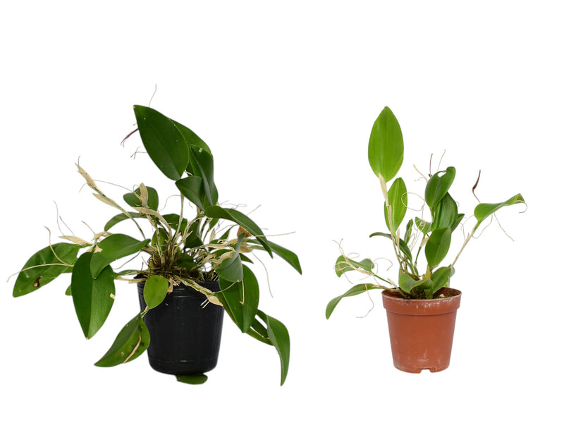 Restrepia trichoglossa (Big)