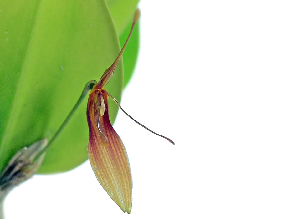 Restrepia trichoglossa #1