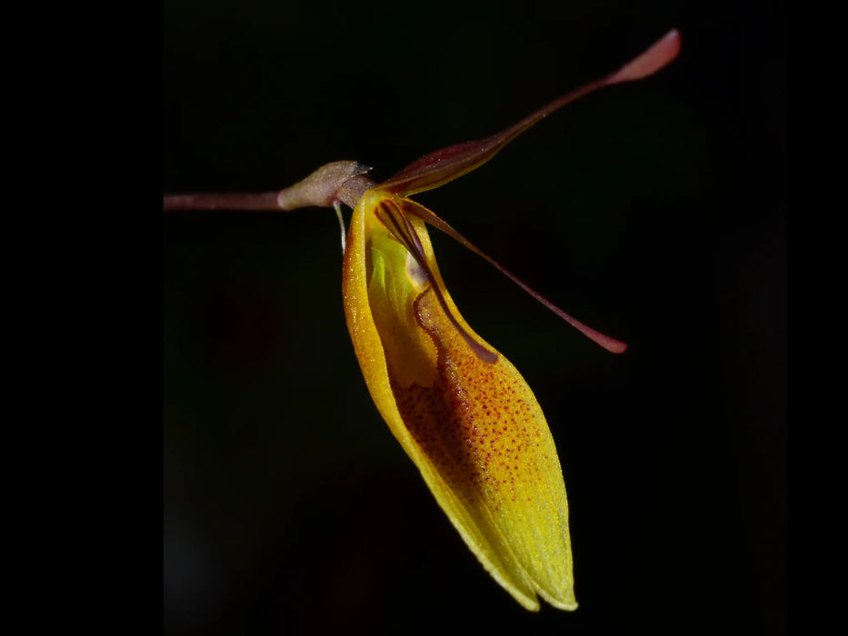 Restrepia trichoglossa #2